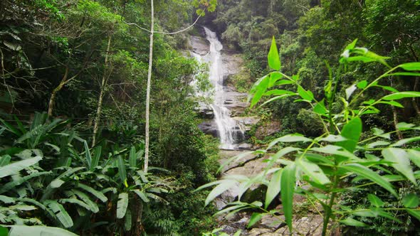 Tracking shot of jungle tree, waterfall