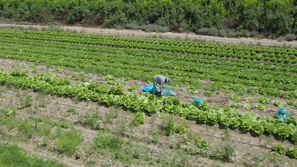 Cabbage Fields at Sdot Negev, Israel