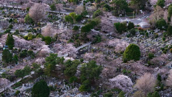 time lapse of cherry blossom in Aoyama cemetery in Tokyo, Japan