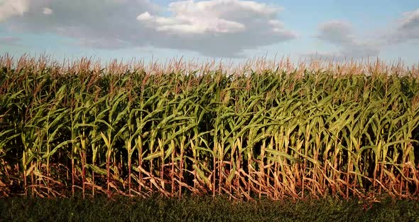 A Green Field of Corn Growing Up Beautiful Corn