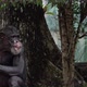 Chimpanzee sitting down leaning against a tree and looking around - VideoHive Item for Sale