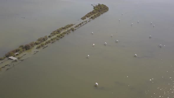 Aerial, drone shot following flamingos, in shallow water, sunny day, in Montijo, Portugal. Salinas d