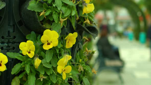 Plant Yellow Daisies In A Park 5