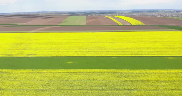 Aerial View Of Bright Yellow Rapeseed Field At Daytime - drone shot