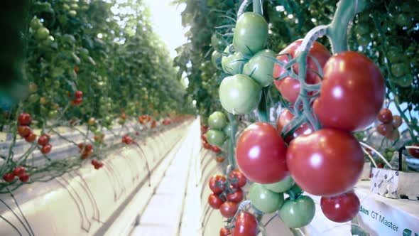 Rows of Tomato Plants in a Glasshouse