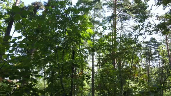 Green Forest with Trees By Day