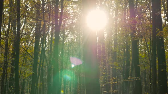 Beautiful Sunlight In The Autumn Forest, Sunbeams Through The Foliage, Dense Beautiful Forest