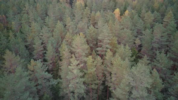 Aerial Top Down View of Green Pine and Spruce Conifer Treetops Forest in the Autumn. Nature Backgrou