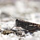Grasshopper on the ground searching for food - VideoHive Item for Sale