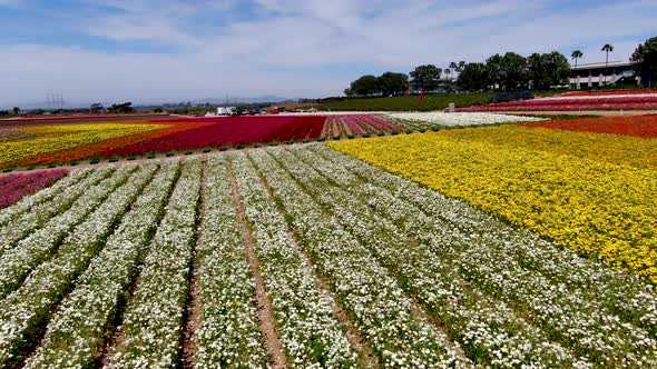 Aerial View of Flower Fields.