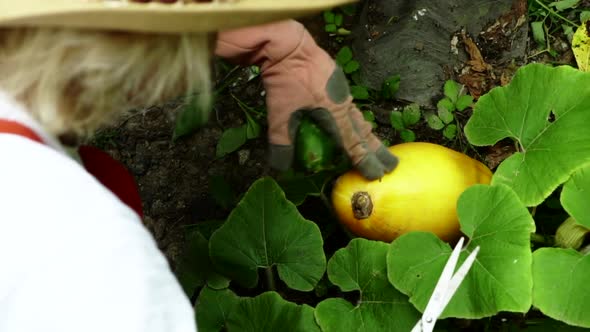 Woman's Hands With Gloves Holding Scissors And A Cucumber Touches Smooth Yellow Pumpkin Ready For Ha