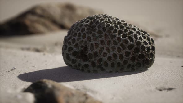 Old Coral on the Sand Beach