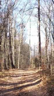 Vertical Video Forest in Autumn Aerial View Slow Motion