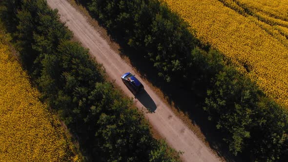 Fly In: Woman Lies on Blue Car Between Two Rapeseed Fields and Tree Alley Aerial Diagonal View