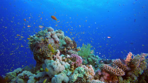 Underwater Scene Coral Reef