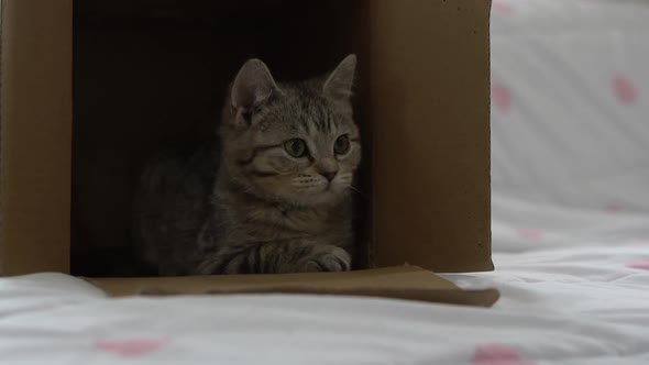 Cute Scottish Kitten Playing In A Box