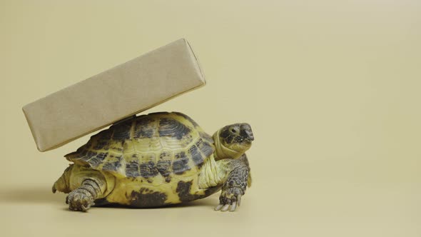 Profile of a Turtle with a Cardboard Box on a Shell on a Beige Background in the Studio