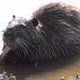 Nutria or Coypu Feeding in Camargue - VideoHive Item for Sale