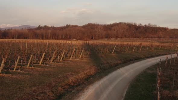 Drone view of vineyards during late autumn