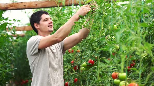 Young Smiling Farmer Ties Up Tomato Plants in Greenhouse