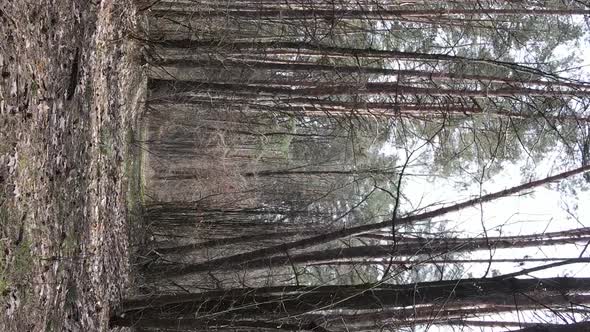 Vertical Video of Trees in a Pine Forest Slow Motion