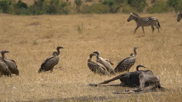 Vultures standing near a carcass