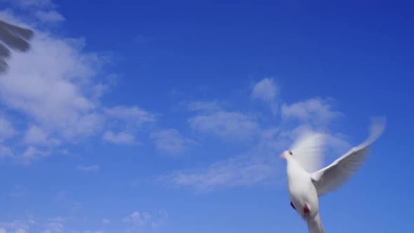 Two dove birds flying against blue sky