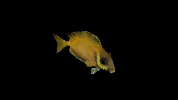 Siganus Fish Top View