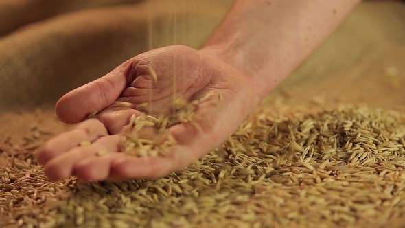 Oat Seeds Dropping in Farmer's Hand, Standards of Agricultural Product Quality