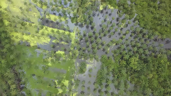 Aerial view palm oil in flood.