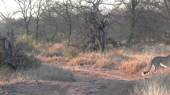 Cheetahs crossing a small dirt road in Africa under the late afternoon sun.