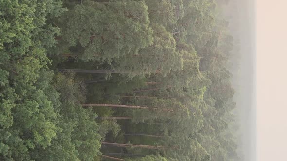 Vertical Video of a Green Forest on a Summer Day