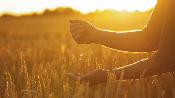 Ripe grains in man's hands against setting sun