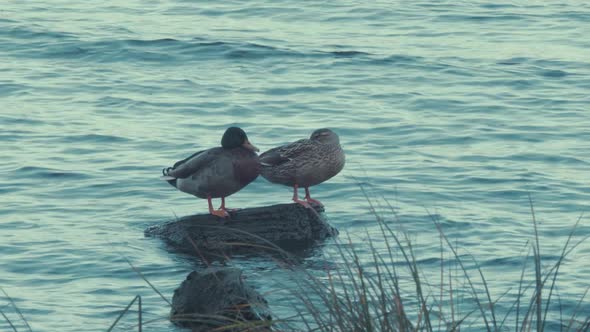 Mallard and Drake duck stand on rock at lake