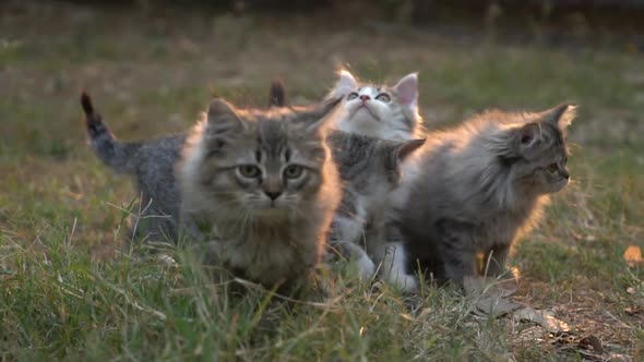 Cute Kittens Playing In The Garden