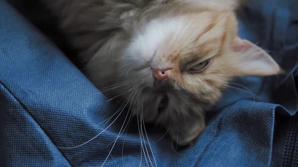 Cute Ginger Cat Dozing on Dark Blue Fabric. Close Up Slow Motion Footage of Fluffy Pet.