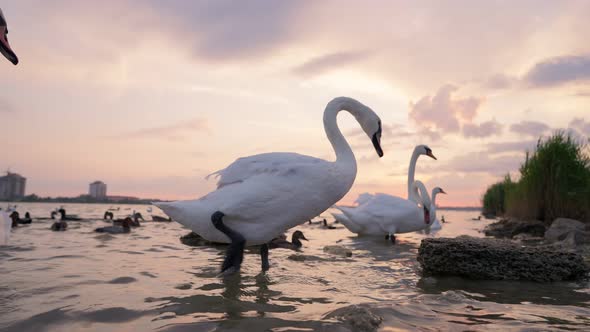 Group of Swans and Other Birds in the Lake Against the Backdrop Beautiful Sunset