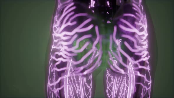 Human Body with Glow Blood Vessels