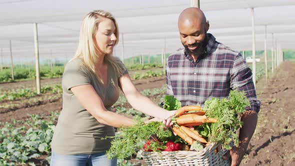 Video of happy diverse woman and man holding basket with fresh vegetables, standing in greenhouse