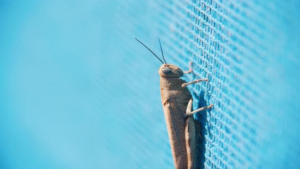 Grasshopper Crawling on Blue Mesh Surface