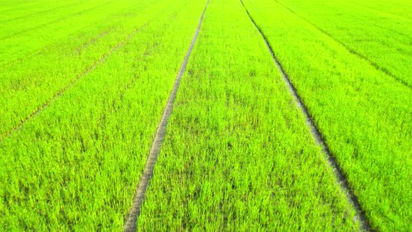 Aerial view of agriculture in rice fields for cultivation. Natural texture