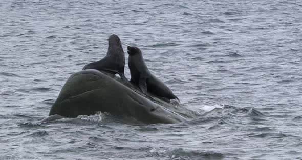 Fur seals on rock