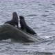 Fur seals on rock - VideoHive Item for Sale