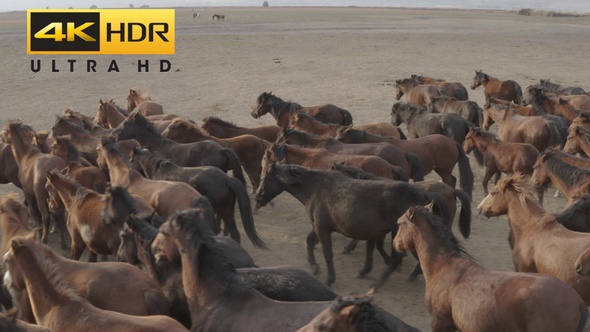 Wild Horses in Meadow