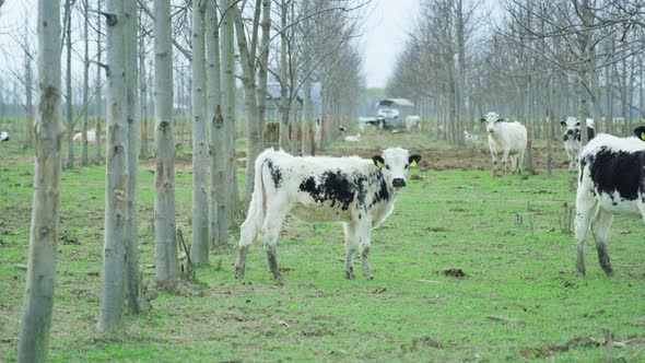 Cows with Black Spots Stand Near Bare Trees Grown in Rows