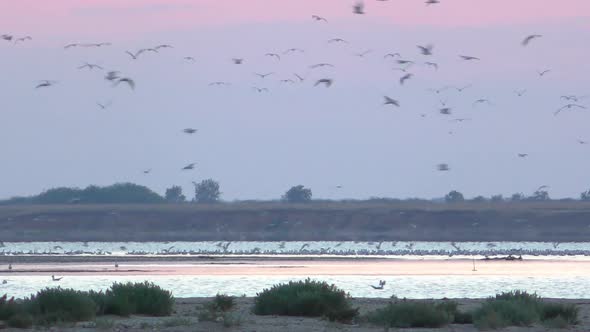 Many Birds Fly Over the Lake in the Evening 3