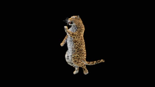 Leopard Dancing HD