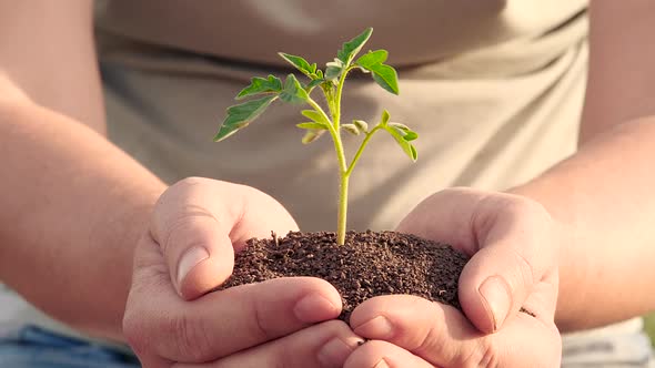 Slow Motion Close Up of Agronome Hands Keeping a Sweet Tomato Sprout