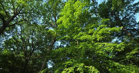 Forest of oaks with Celtis australis, Loiret, France
