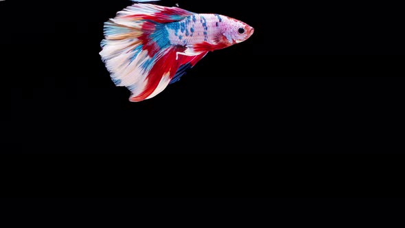 Siamese fighting fish (Betta splendens)